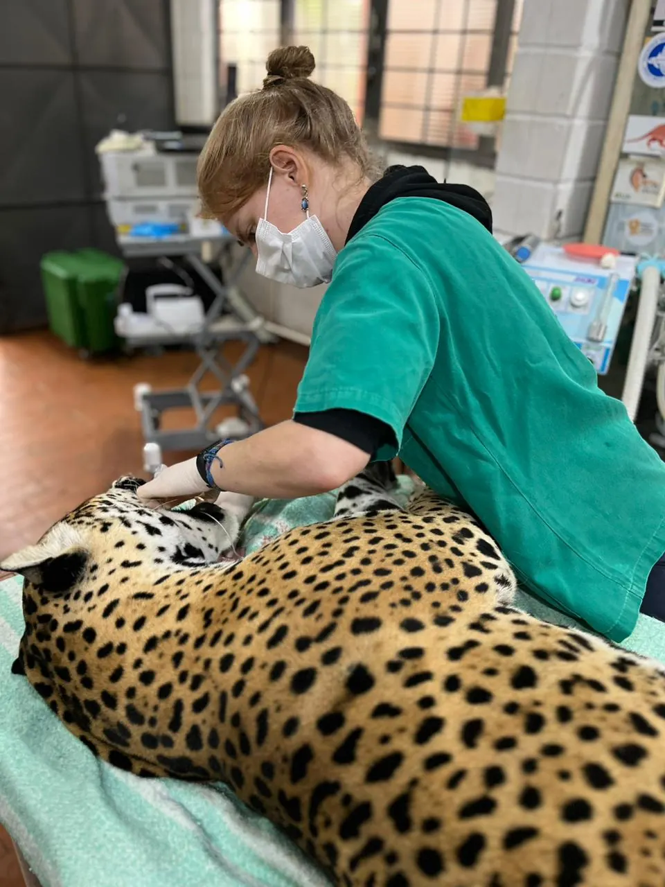 Guta ao lado de uma onça-pintada anestesiada na mesa de procedimento