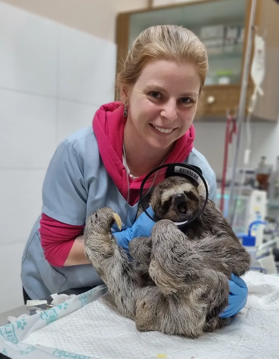 Guta sorrindo enquanto segura um bicho-preguiça em recuperação anestésica