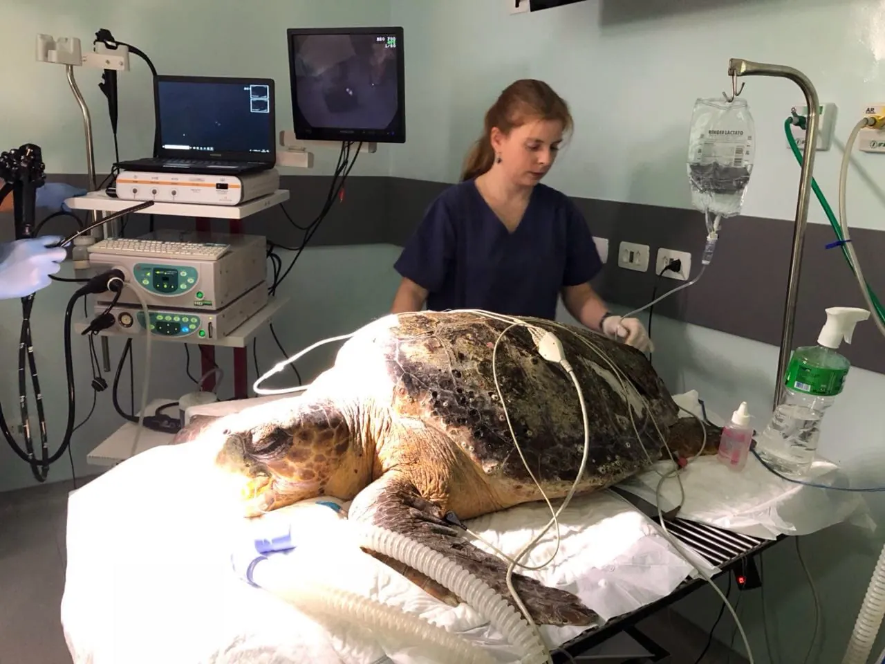 Tartaruga anestesiada sendo monitorada por Guta